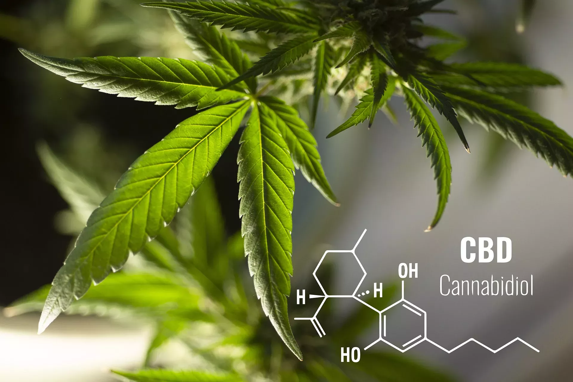 cannabis CDB